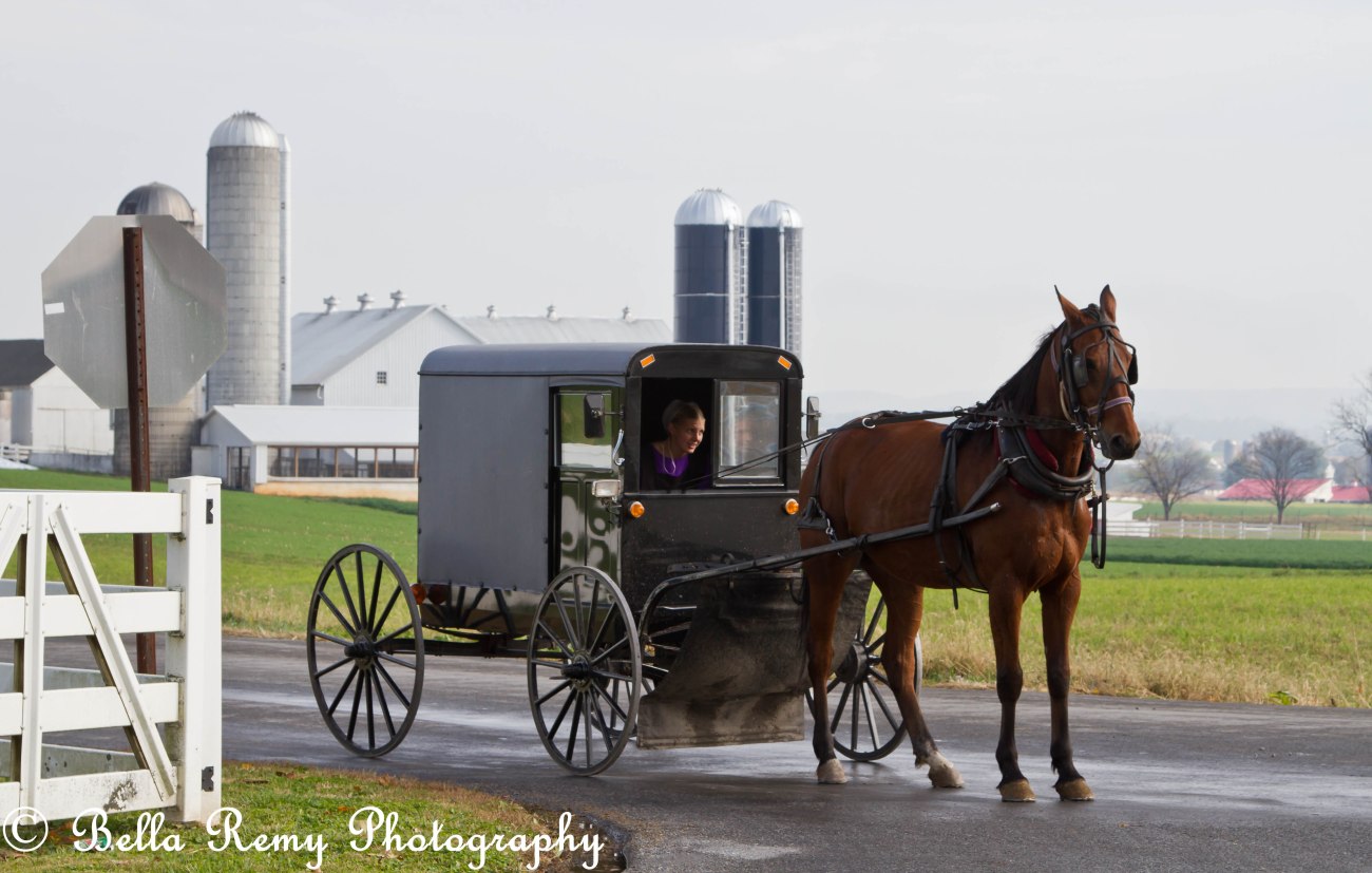 amish102312-2681