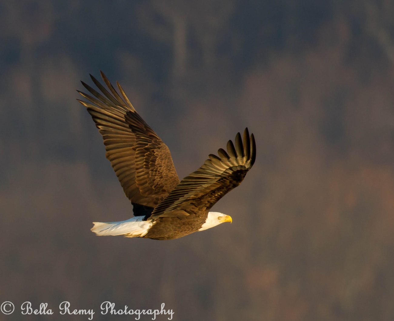 baldeagles121126-4425