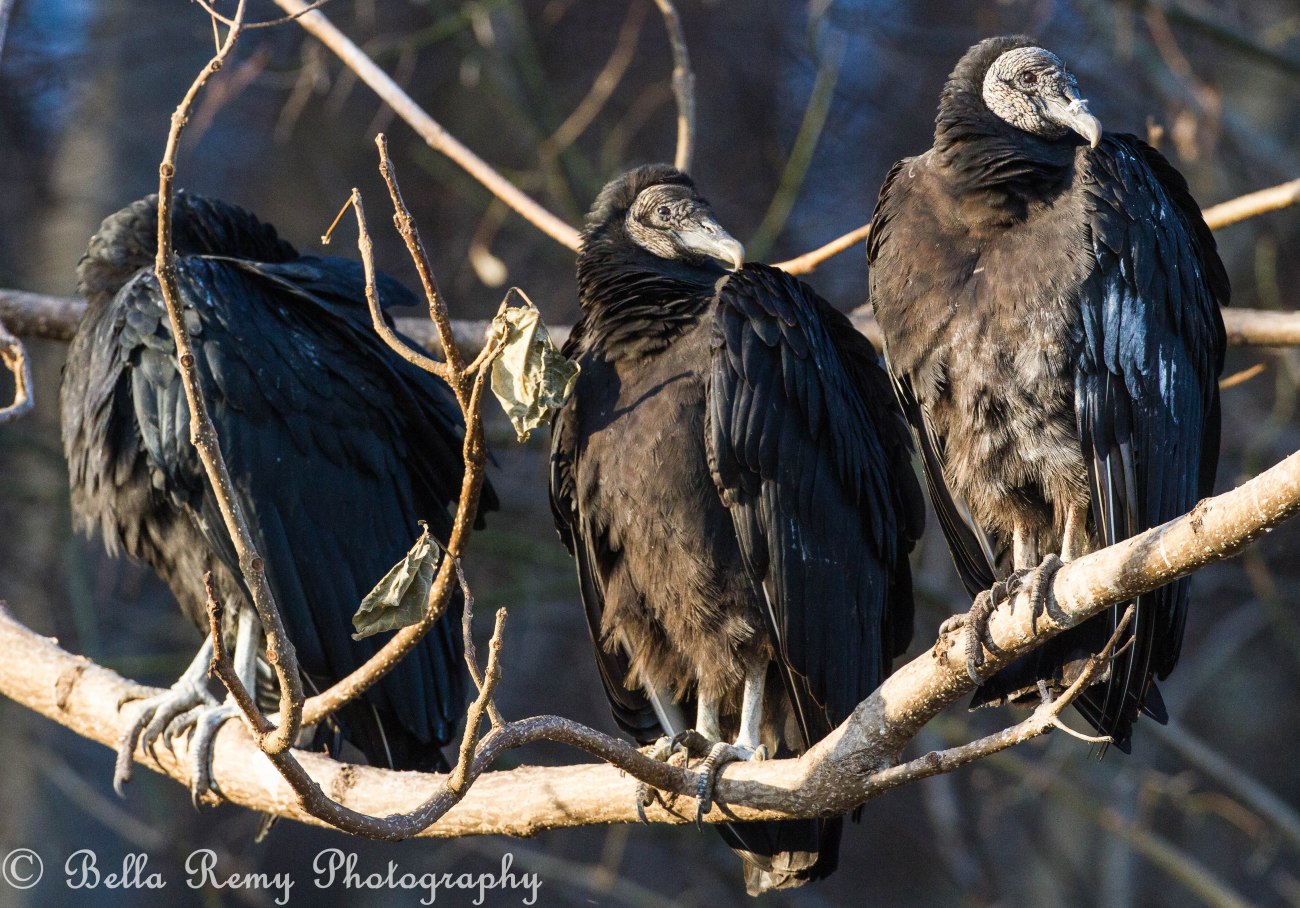 baldeagles121126-4442