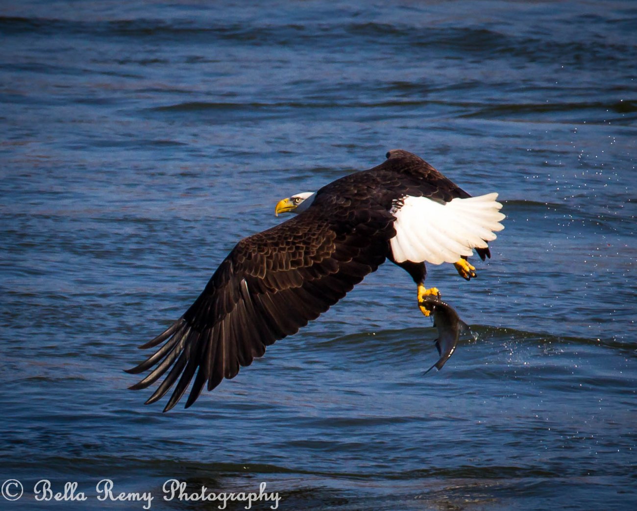baldeagles121126-5213