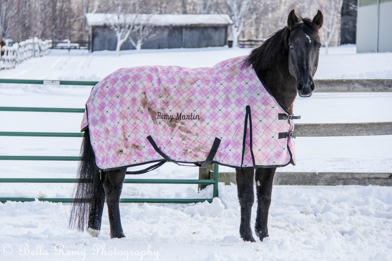 Winter - Remy Martin