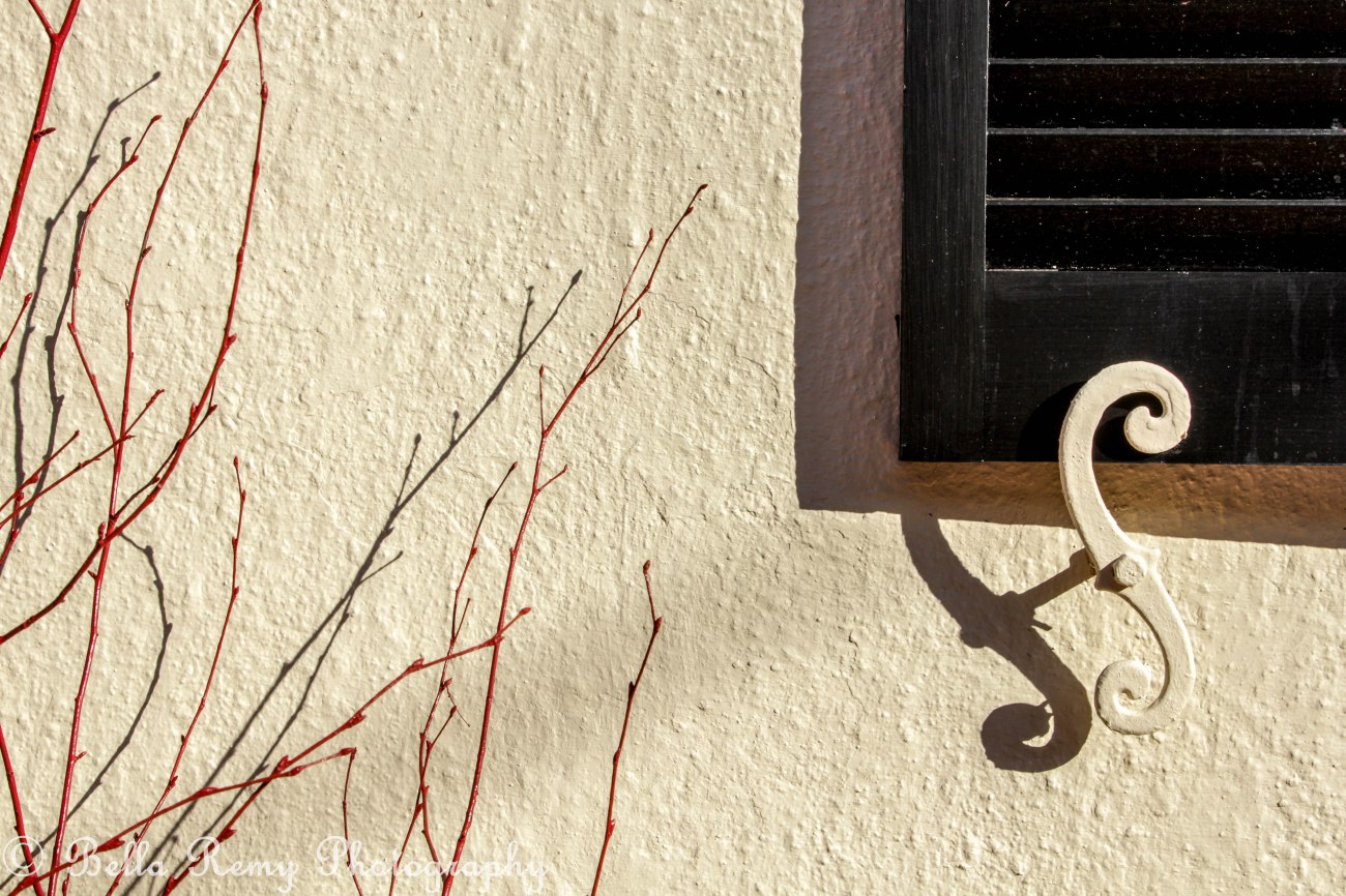 January - Shutter Dogs in Annapolis