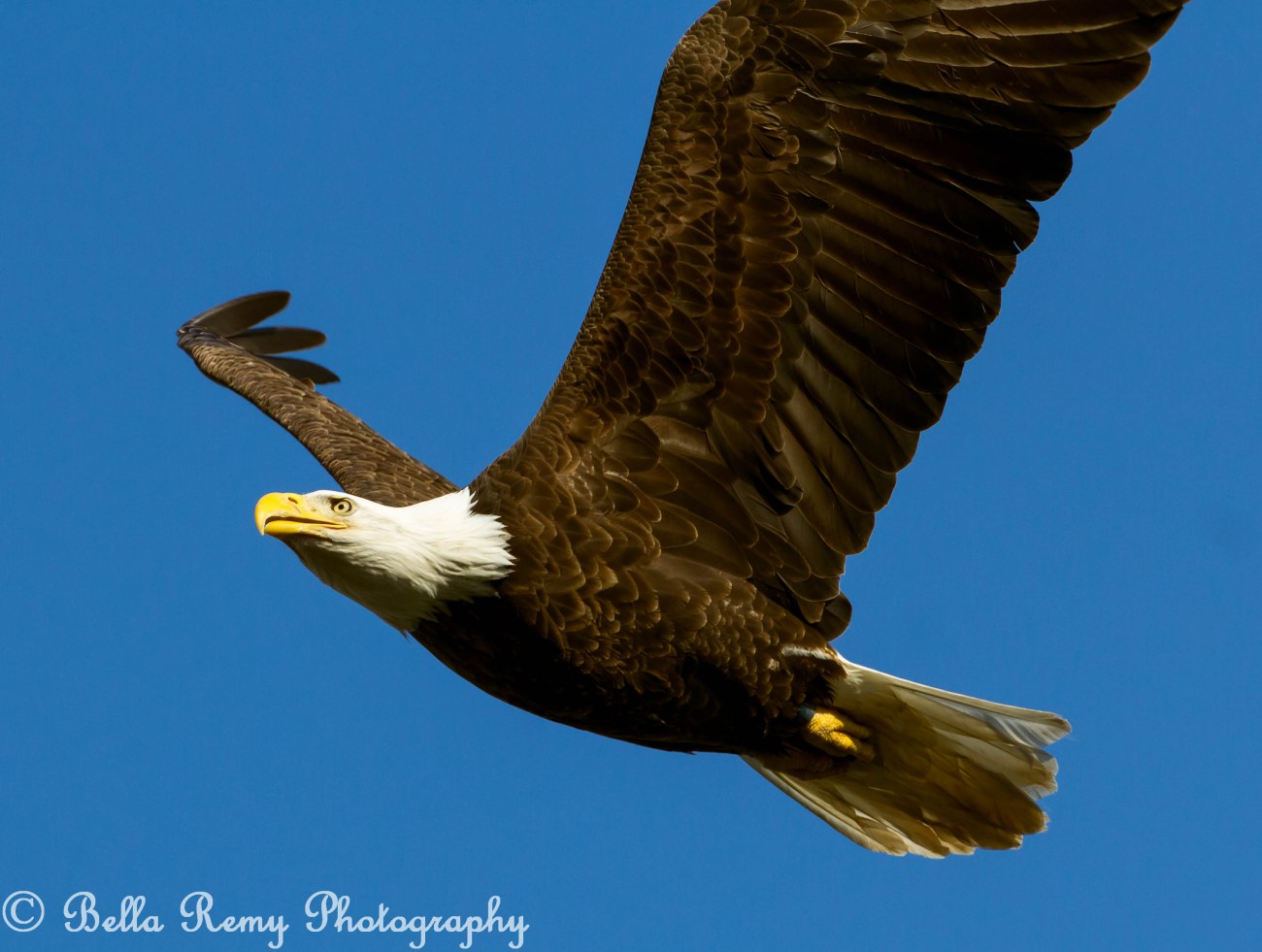 November - Bald Eagles