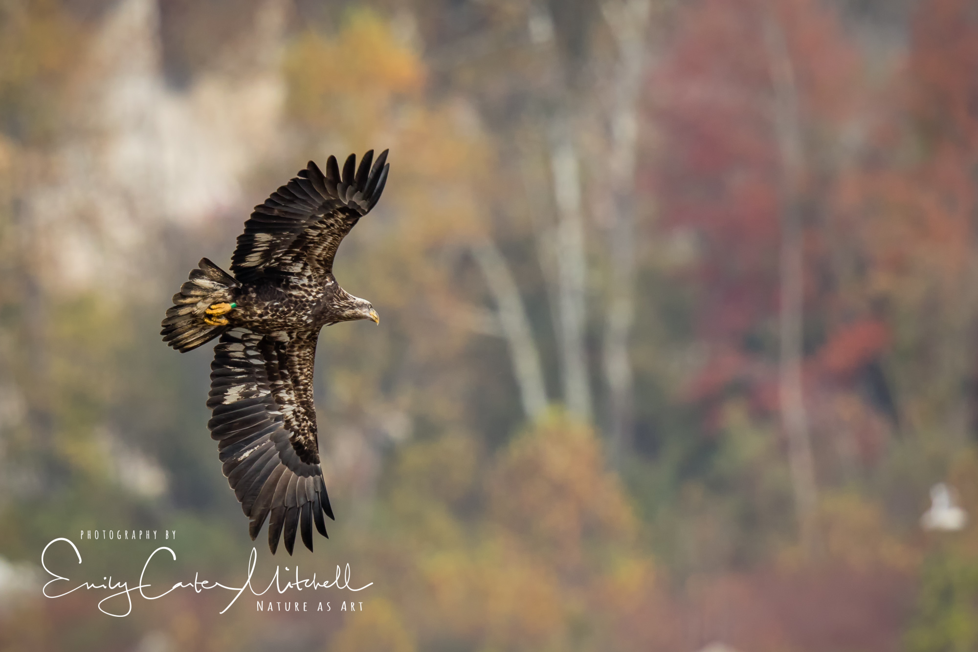 Conowingo3nov17-8619-Edit