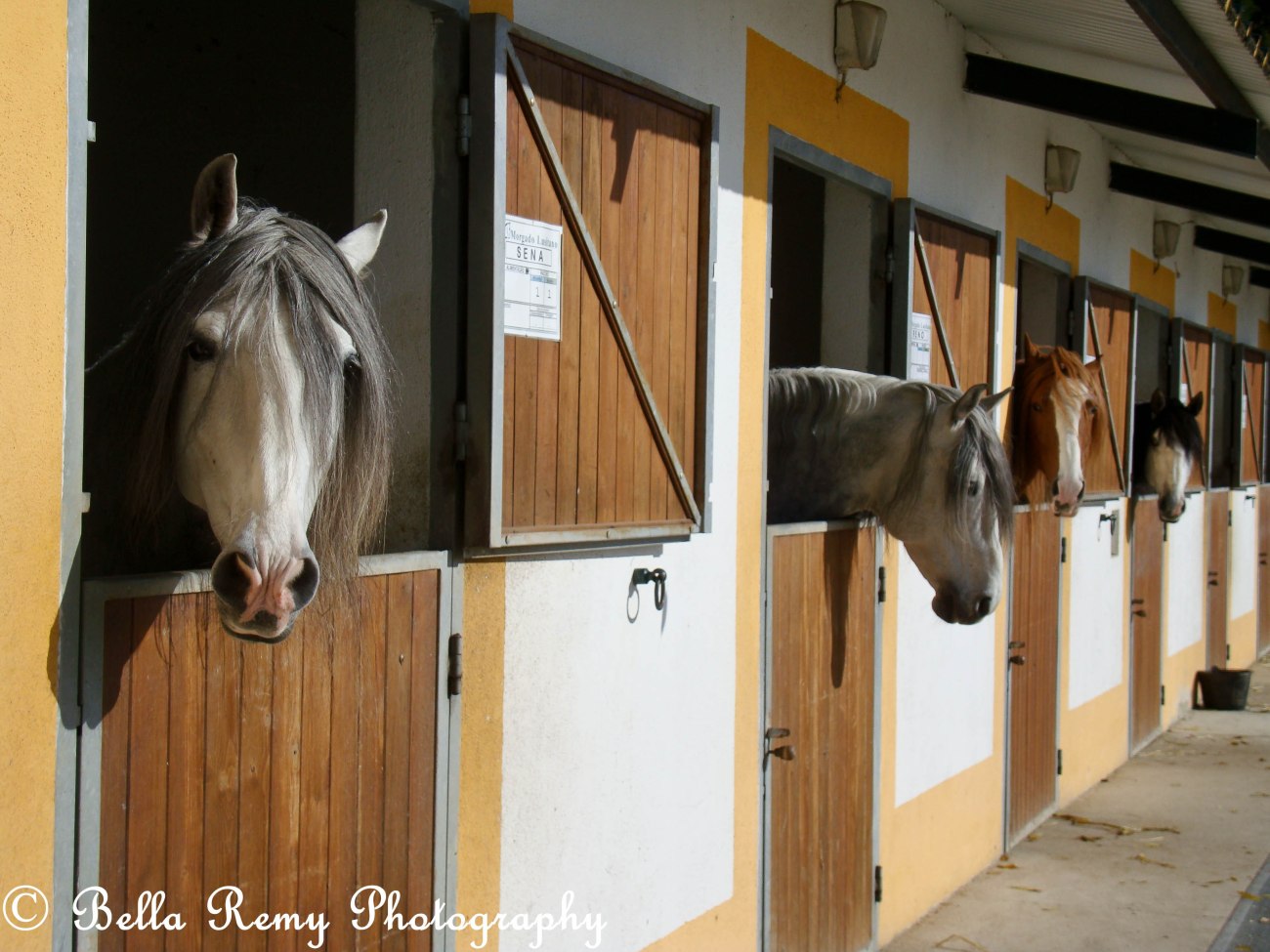 morgado2010-178819760905