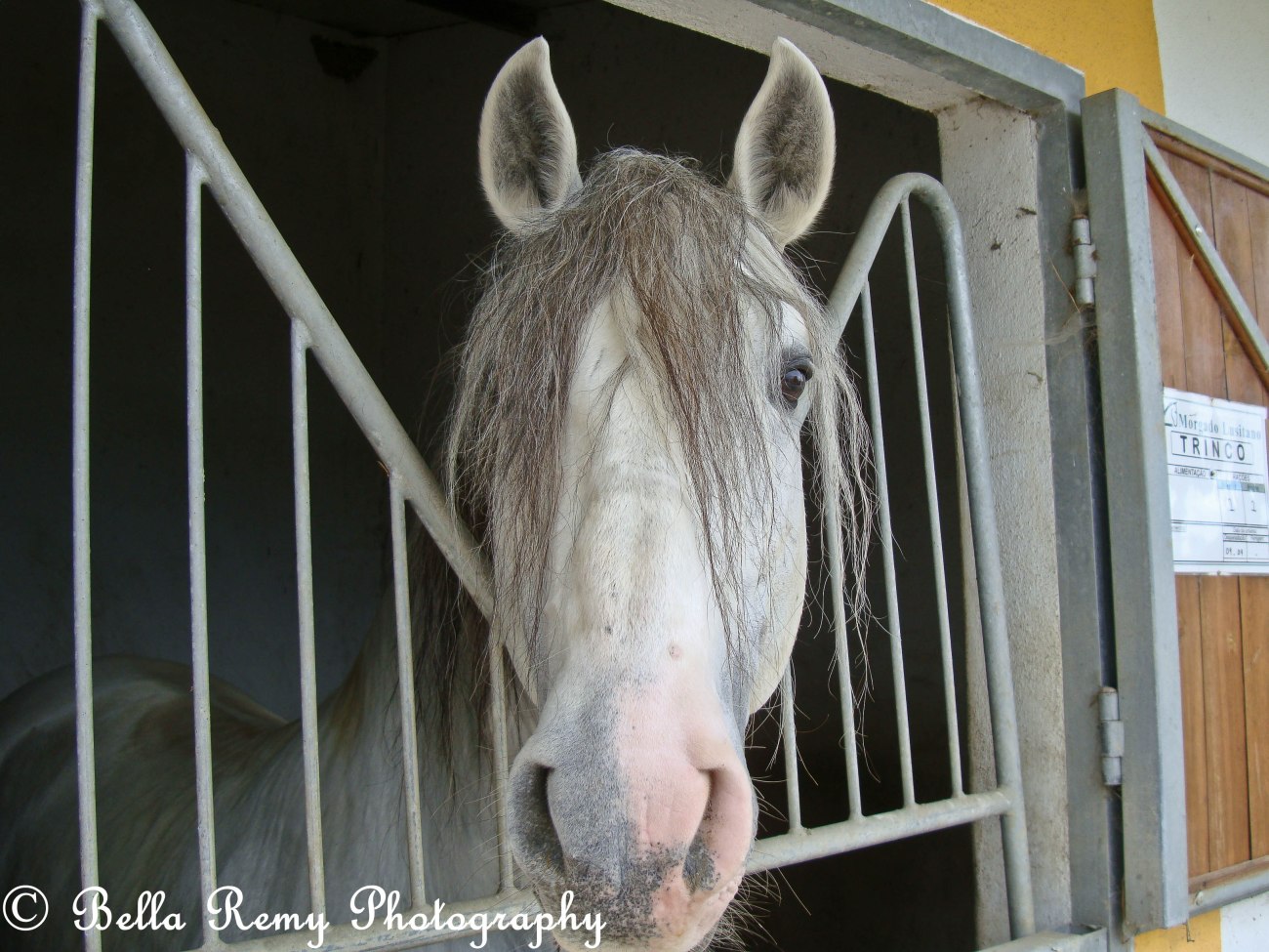 morgado2010-185698760905