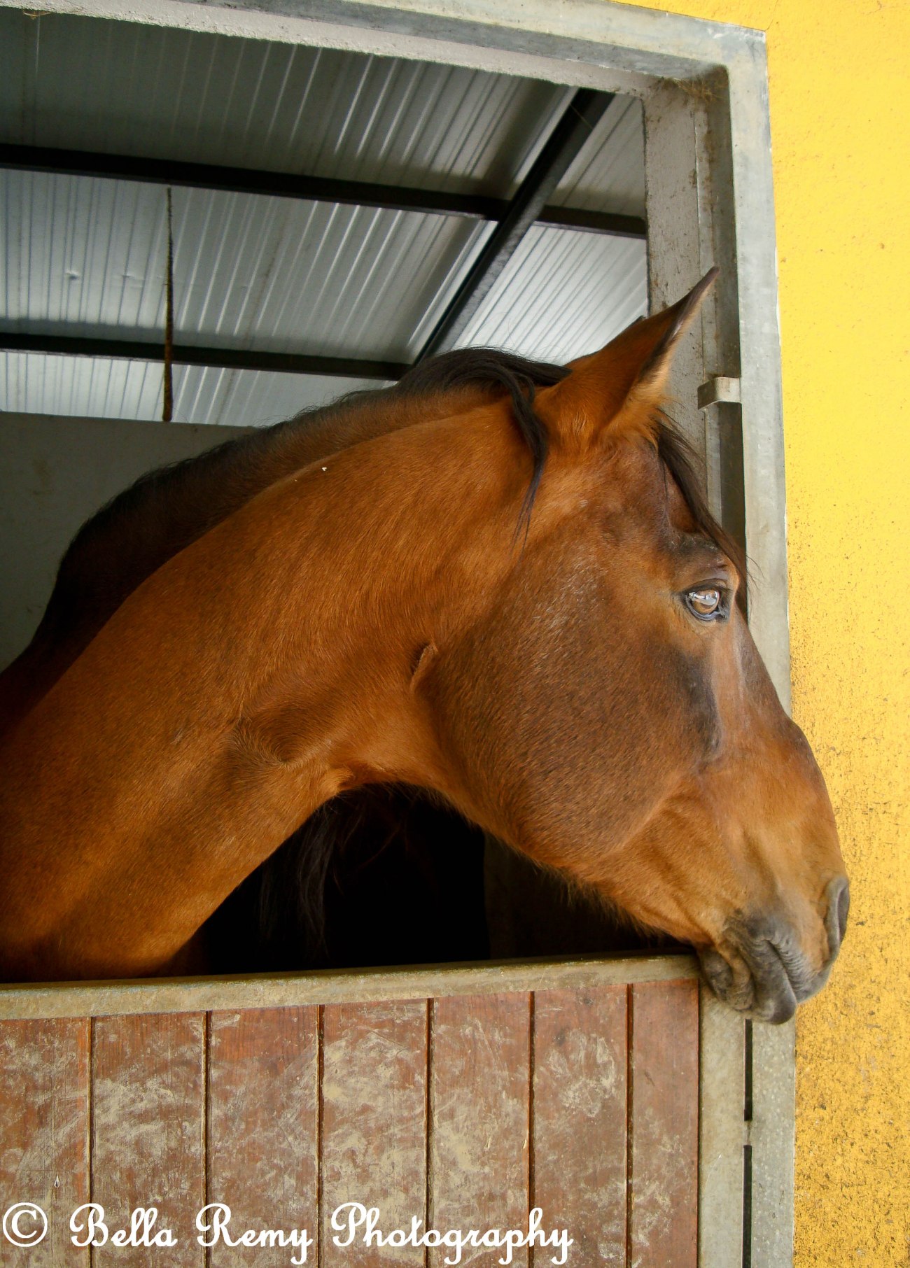 morgado2010-458819760905