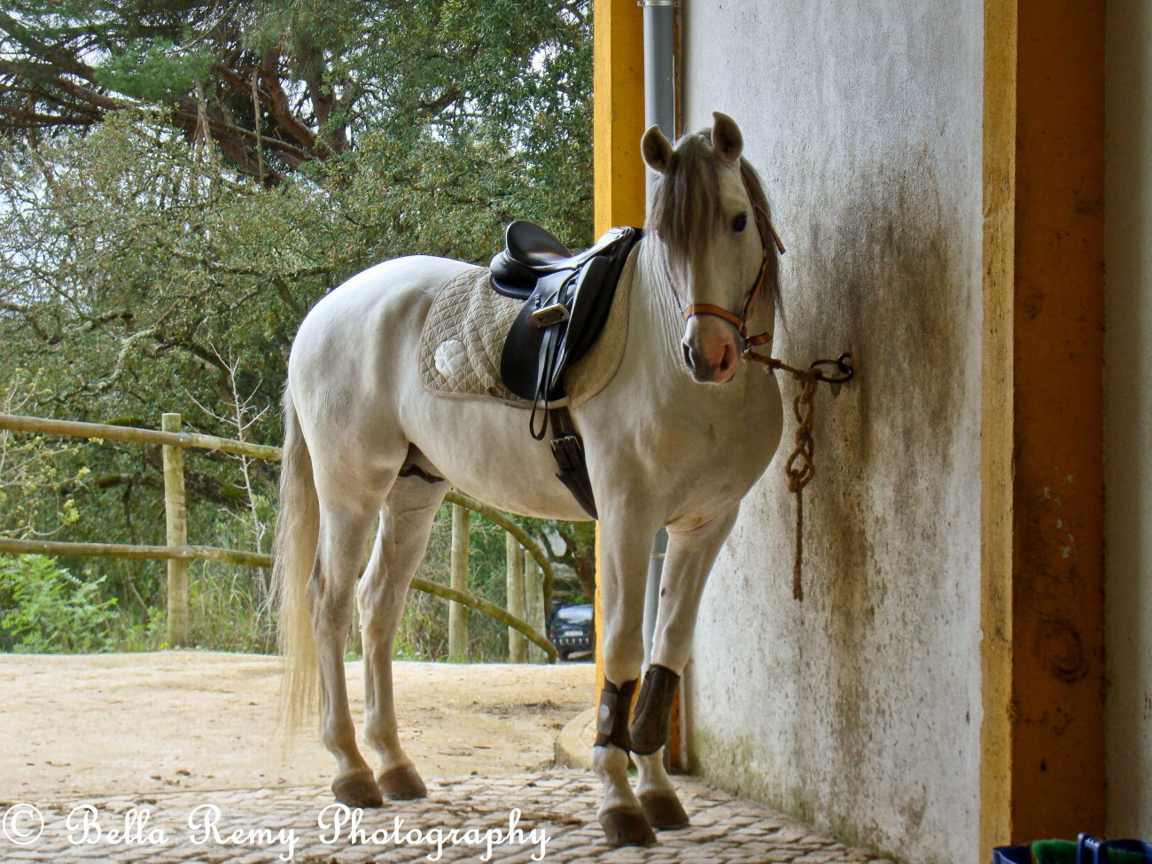 morgado2010-675698760905