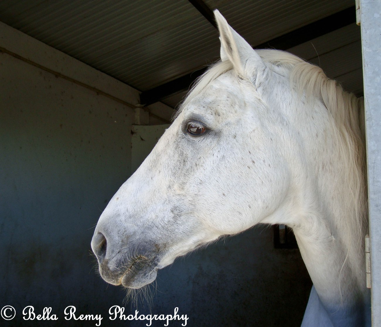 morgado2010-703419760905