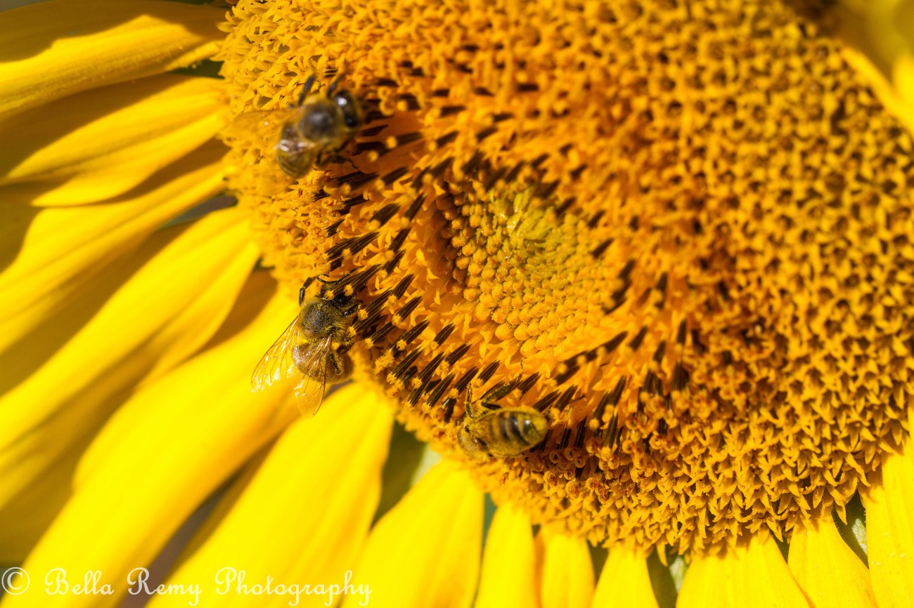 September - Sunflowers