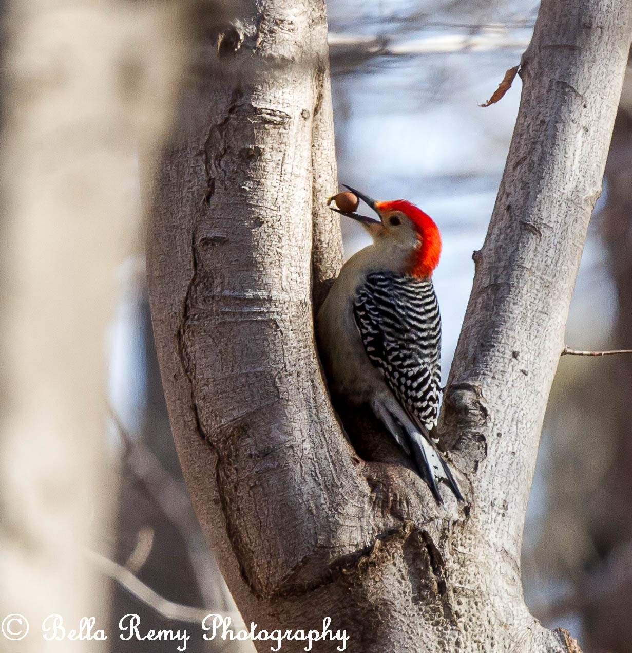Red Belly Woodpecker