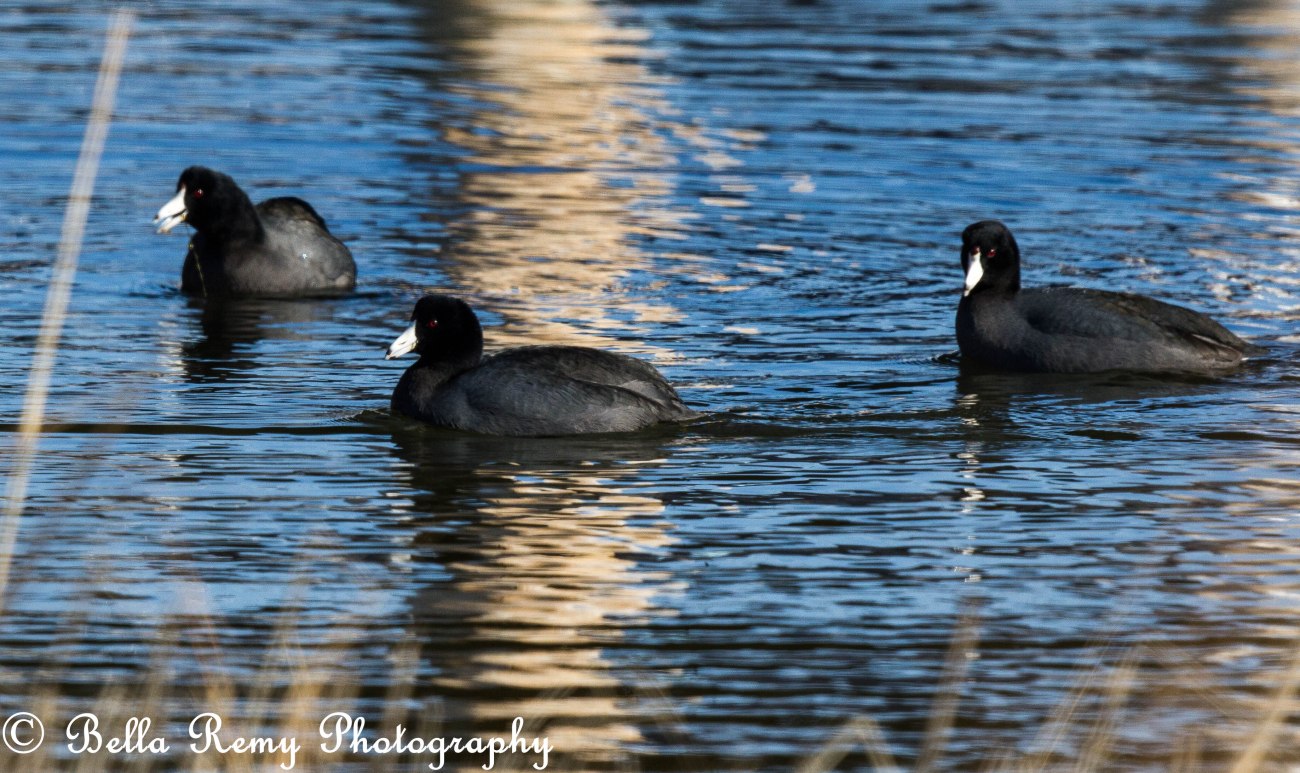 American Coot