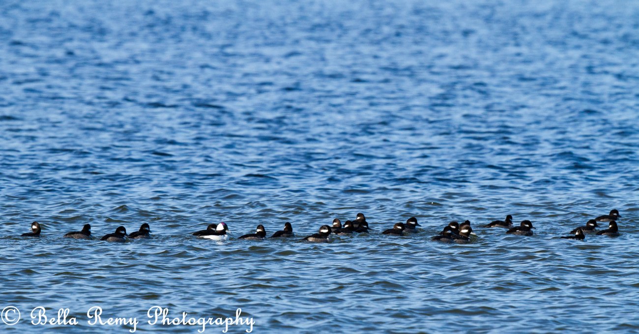 Buffleheads