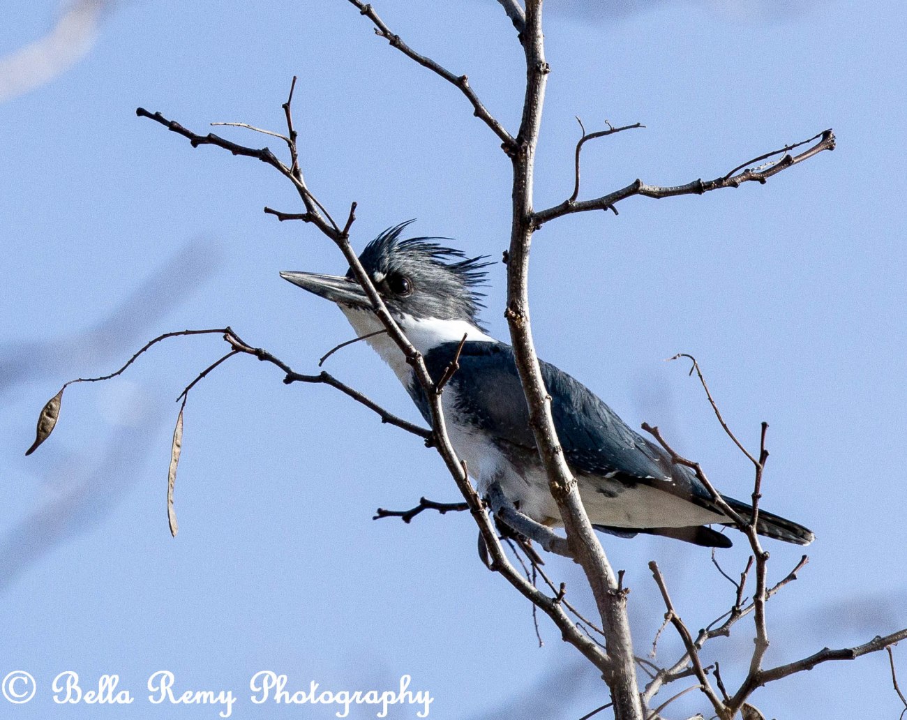 Belted Kingfisher