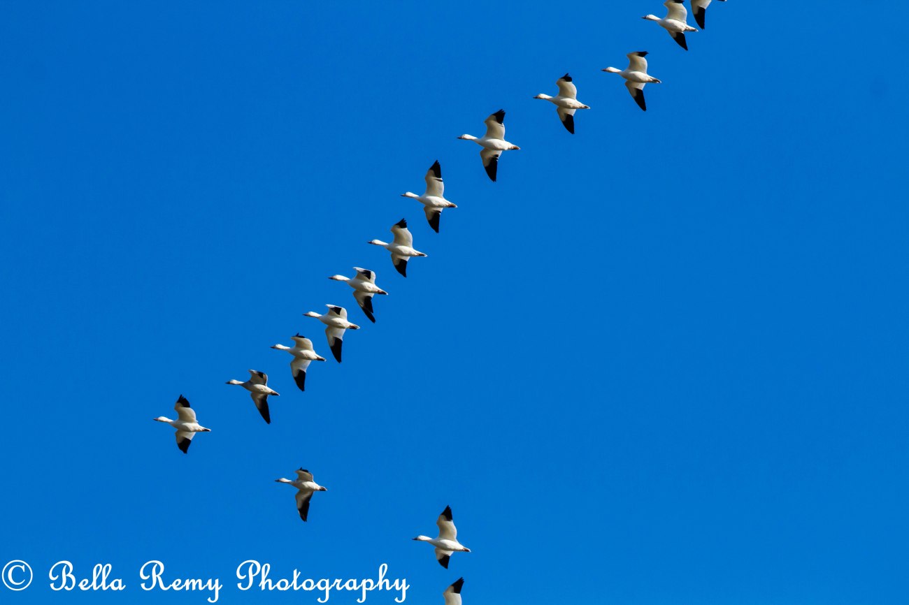 Migrating Snow Geese