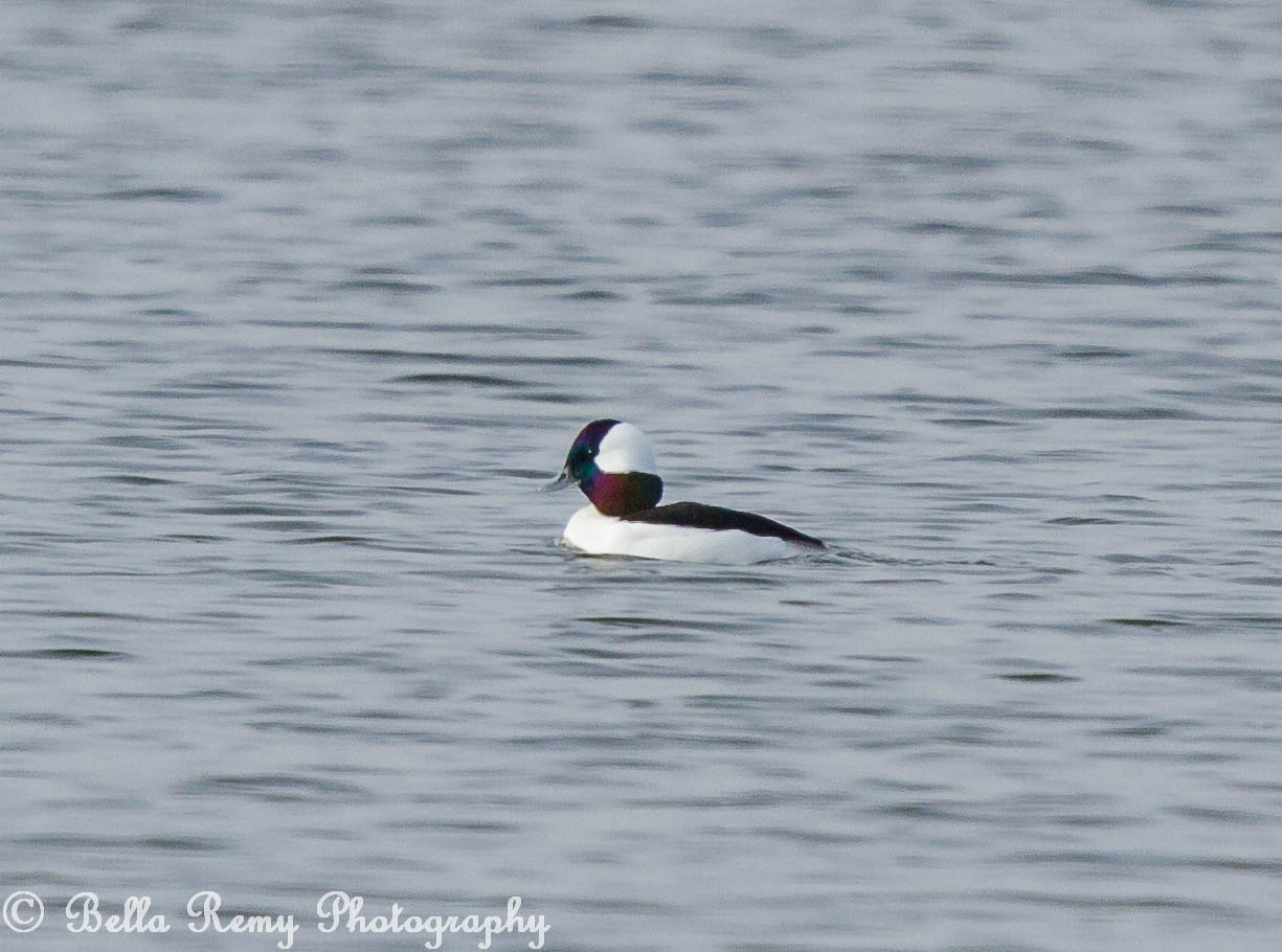 Bufflehead