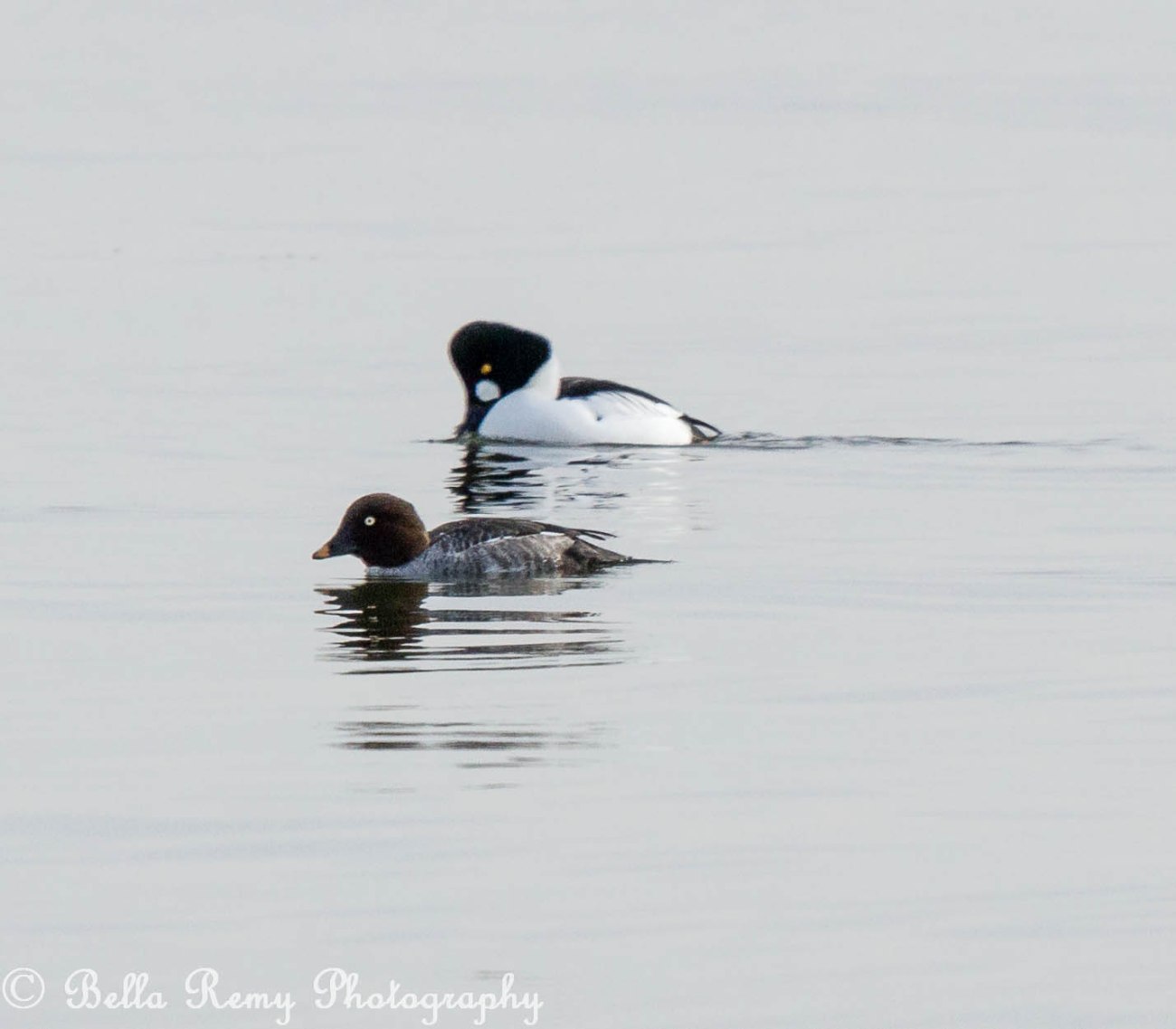 Common Goldeneye