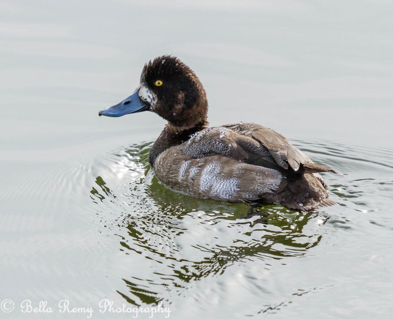 Lesser Scaup