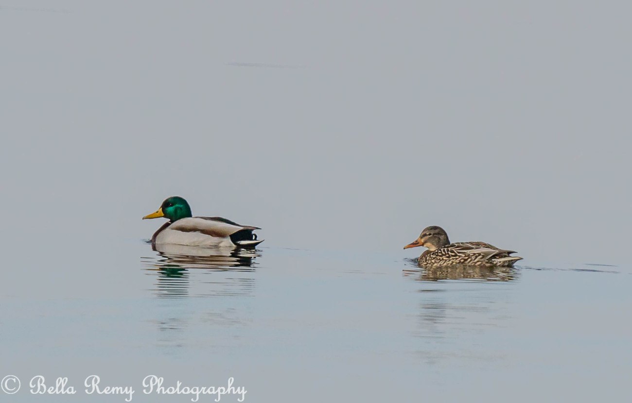 Mallards