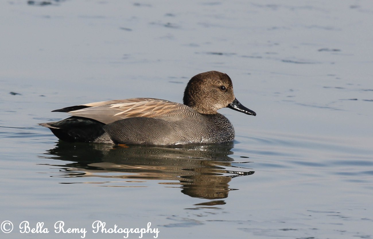 Gadwall
