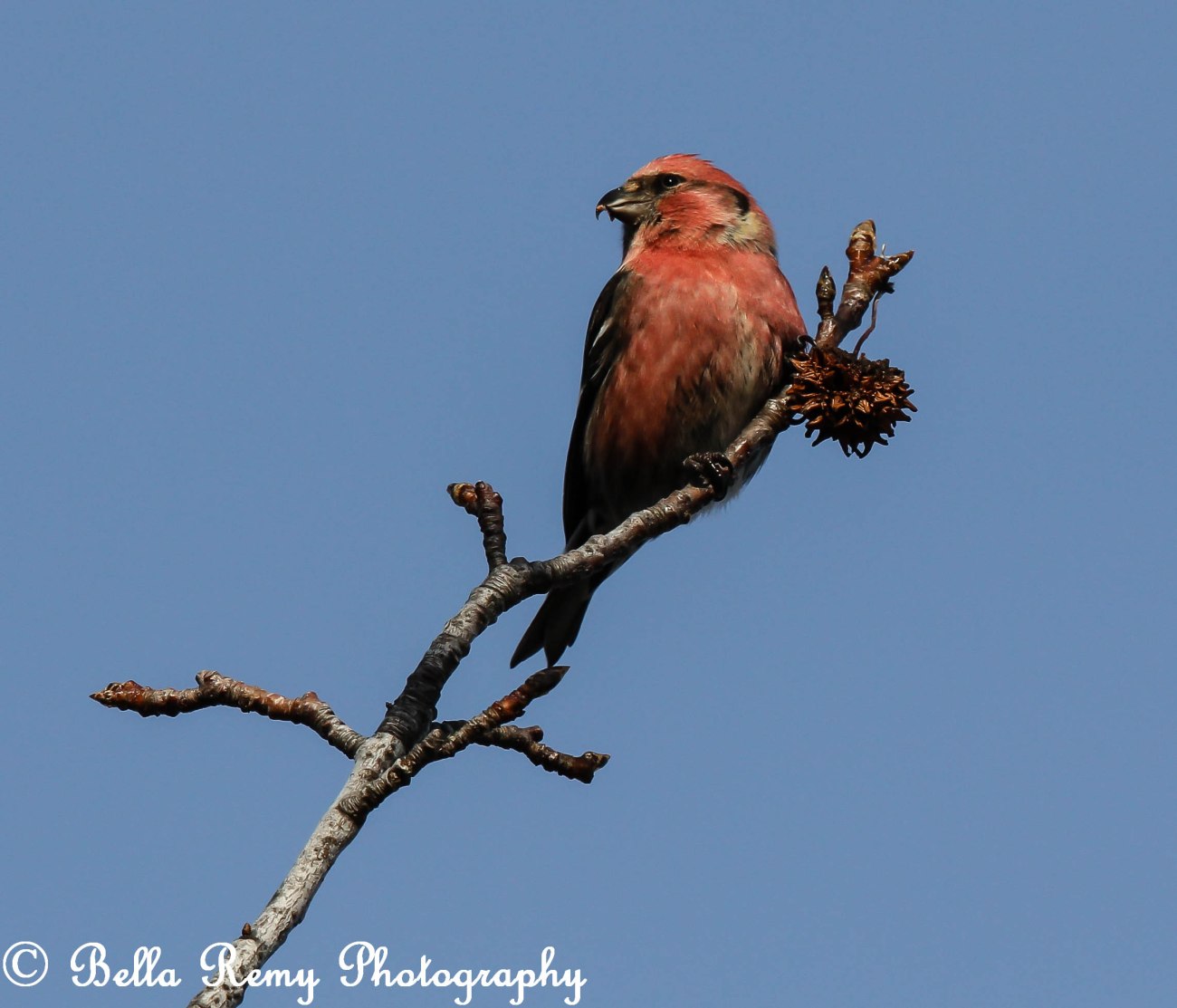 White-Wing Crossbill