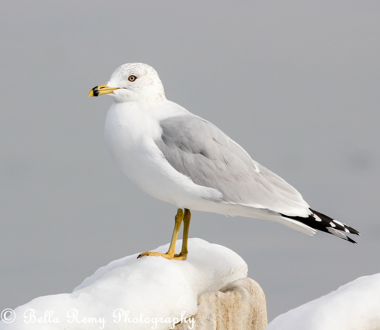 Ring Bill Sea Gull