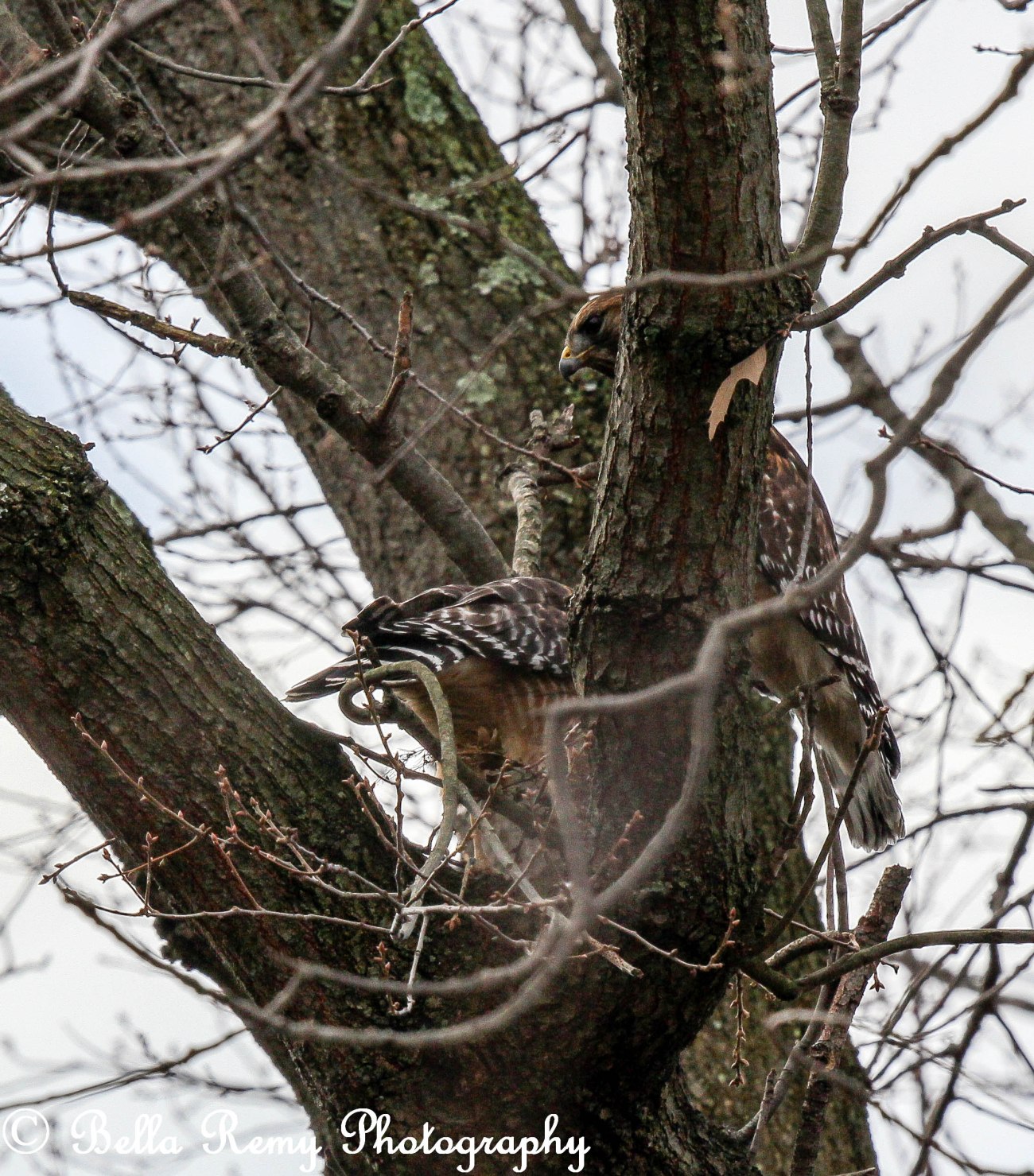 Red Shoulder Hawks