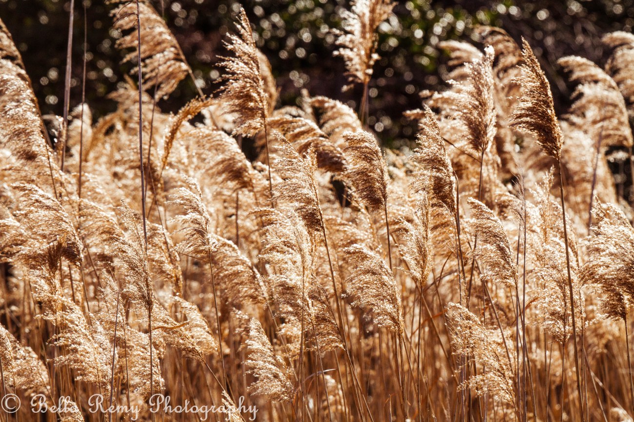 Sea Oats swaying in the wind