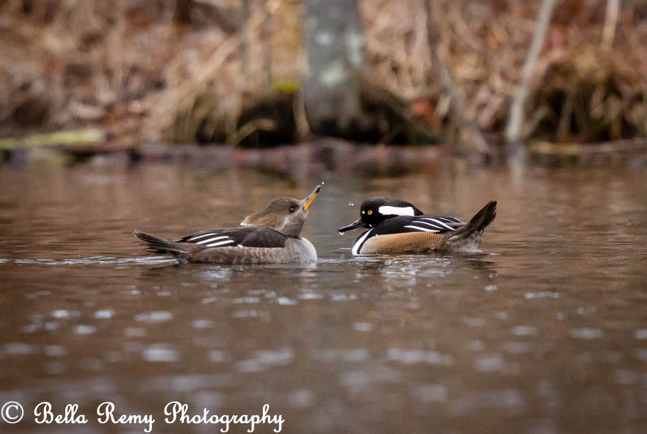 Hooded Mergansers