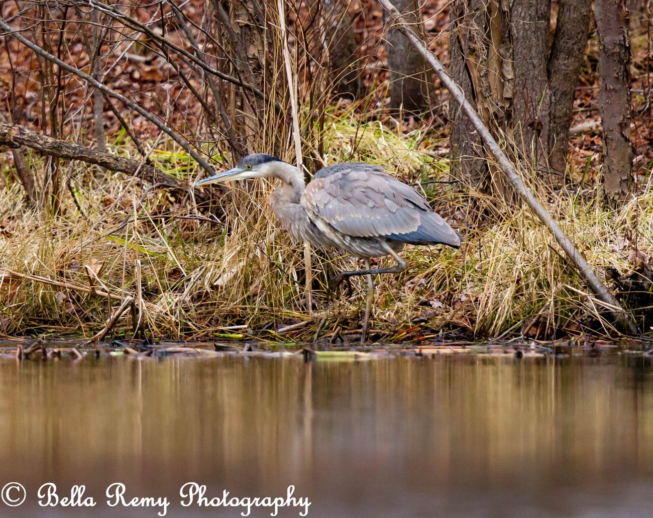 Great Blue heron