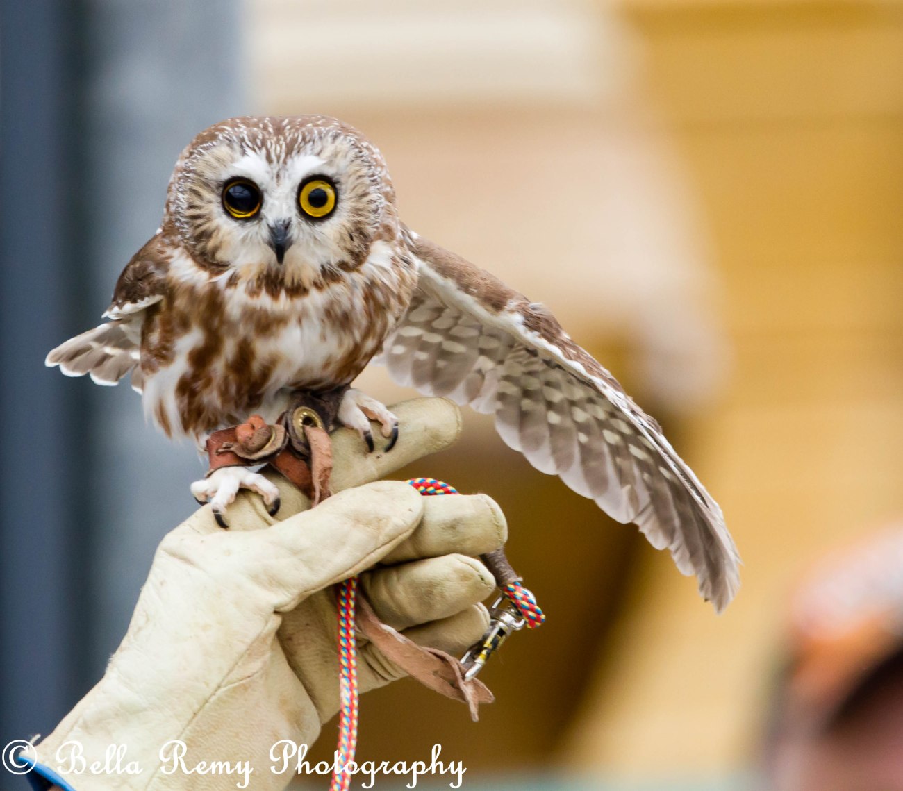 Northern Saw-Whet Owl