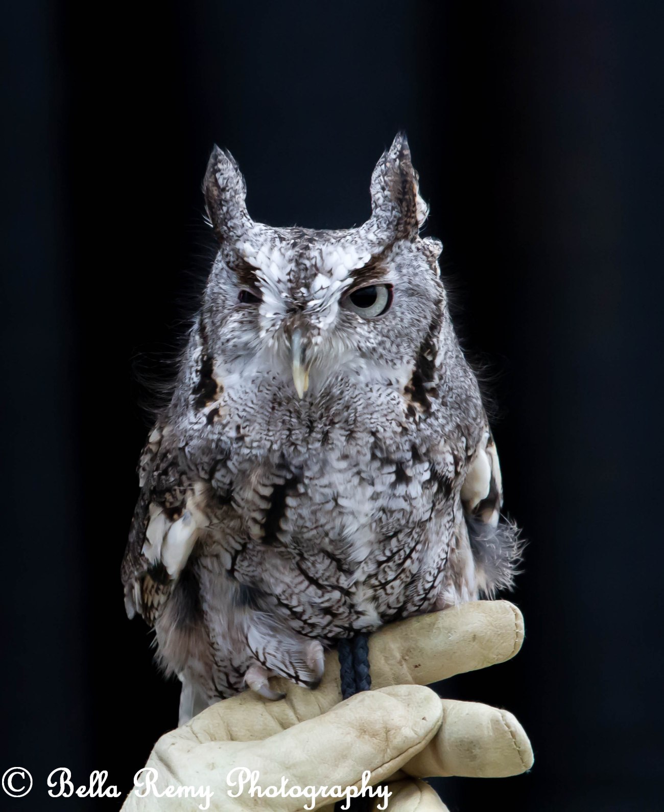 Eastern Screech Owl
