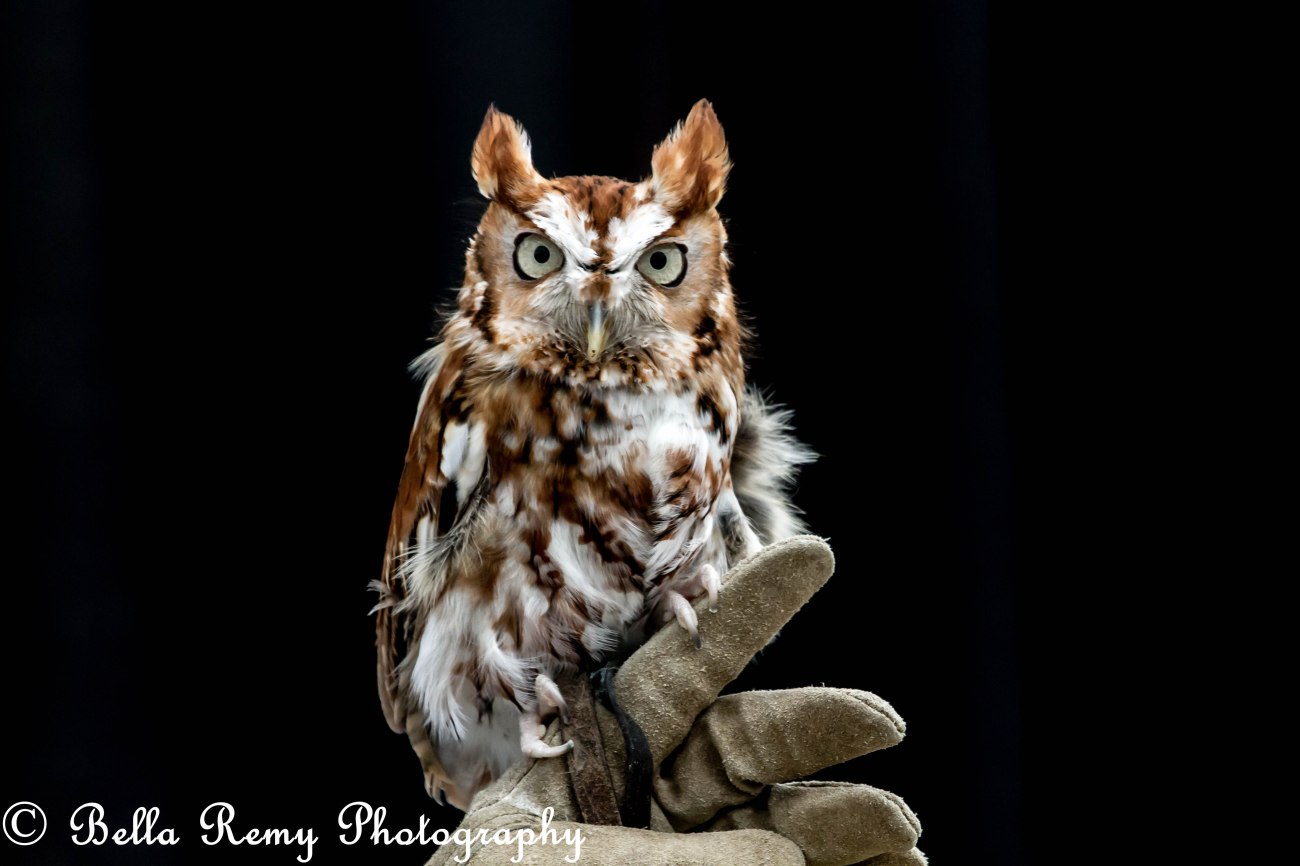 Eastern Screech Owl