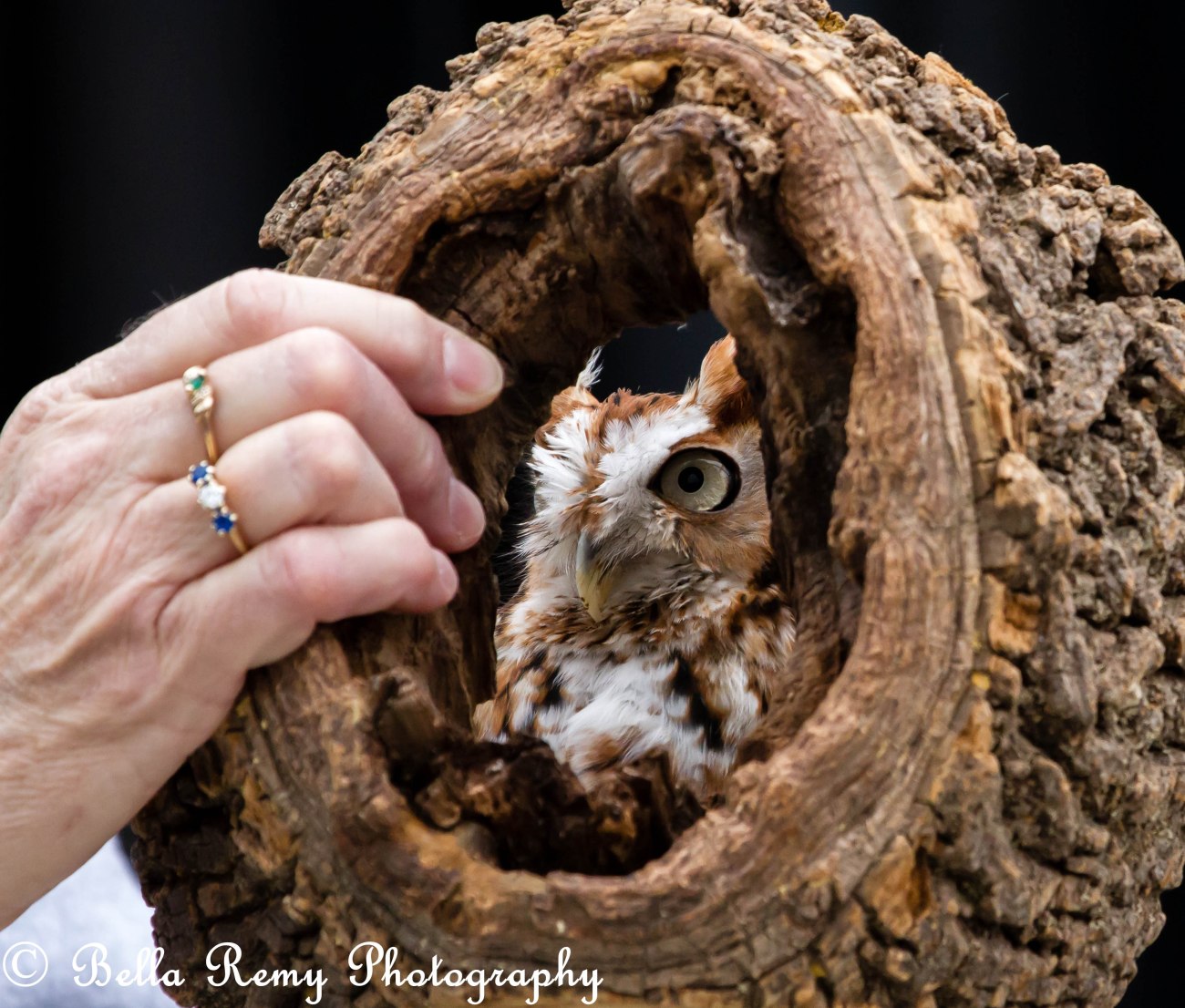 Eastern Screech Owl