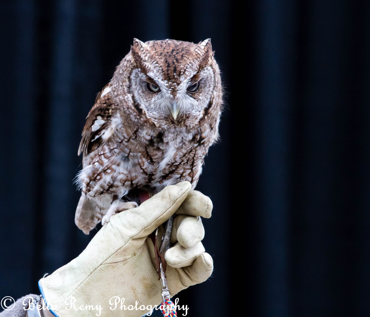 IndiansOwls130216-4182