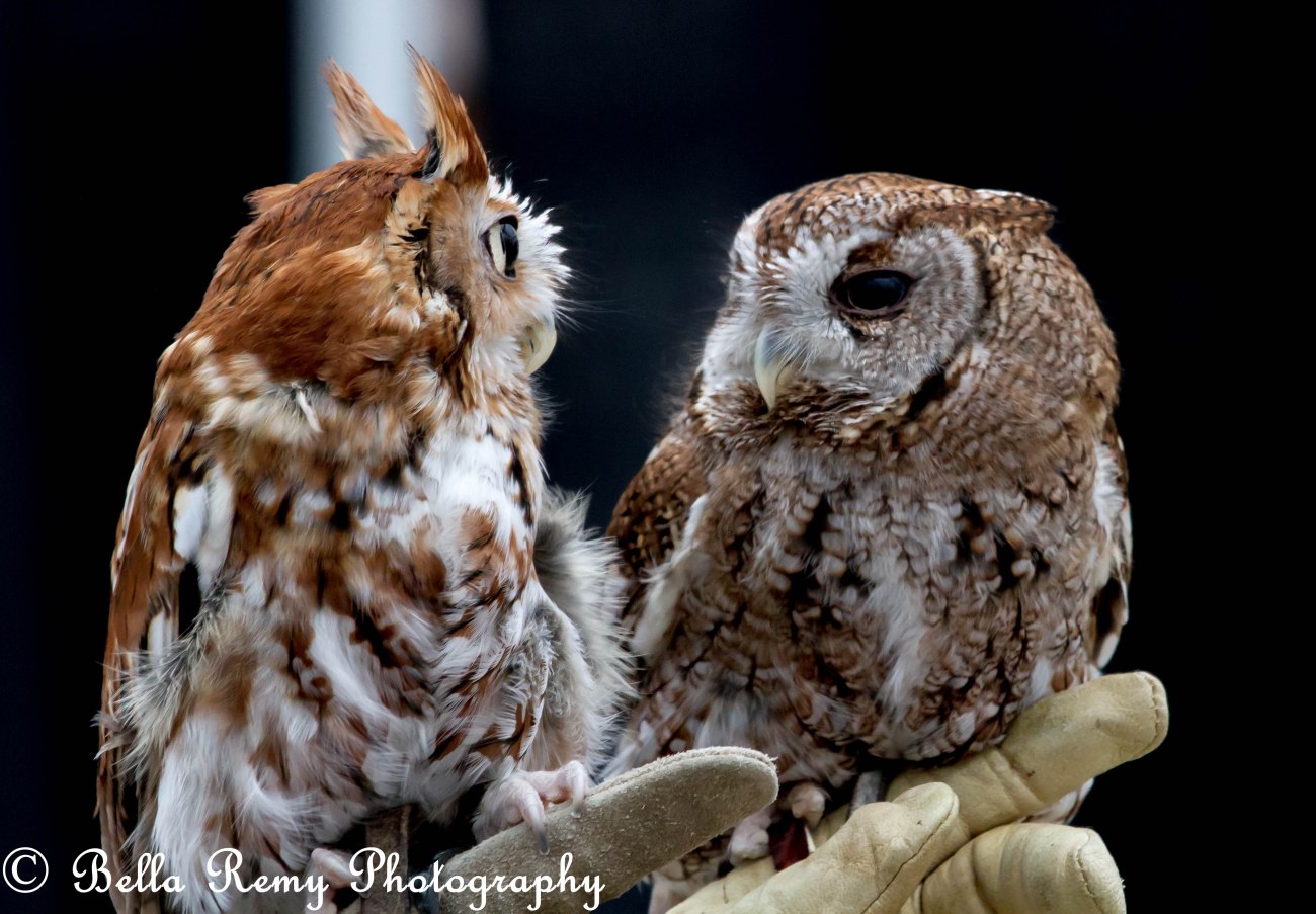 Eastern Screech Owl