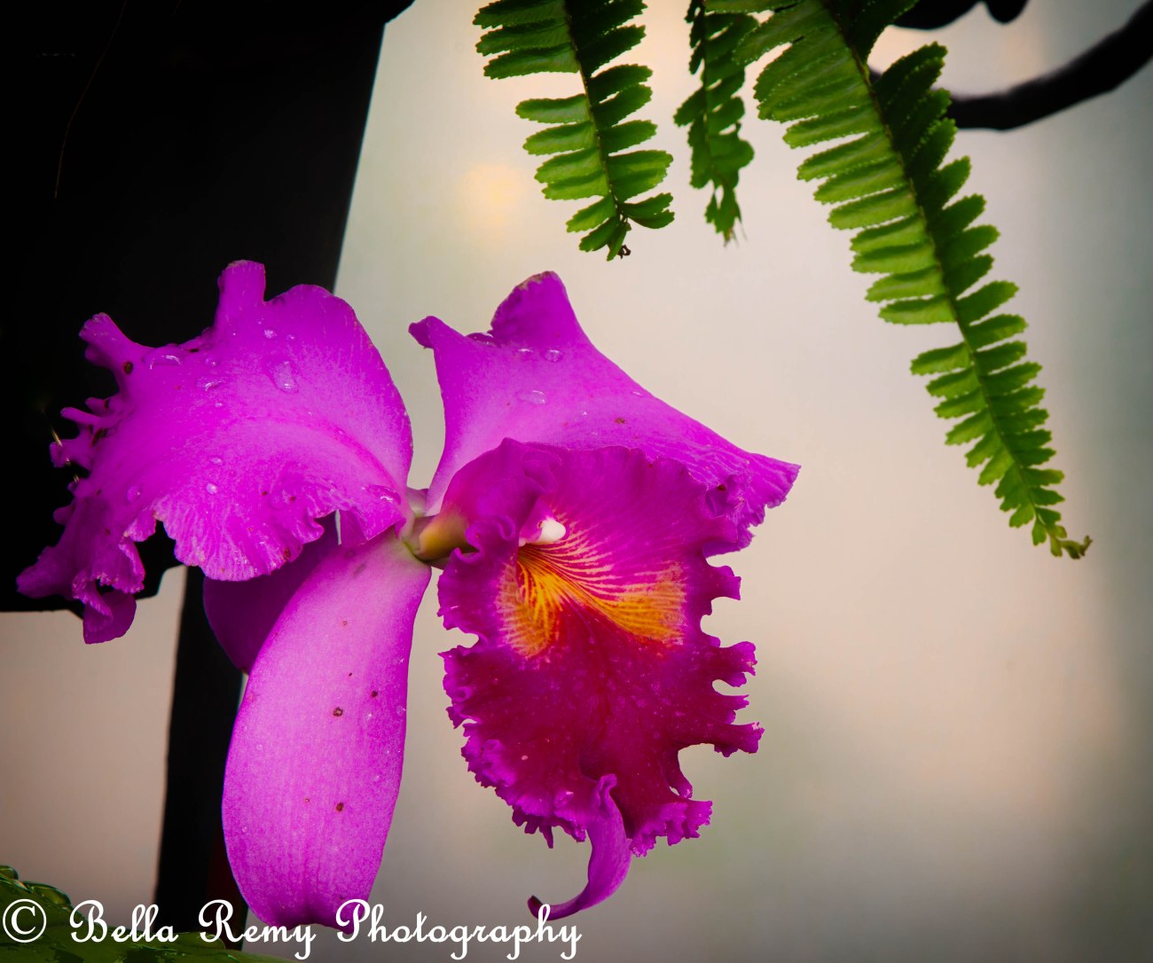 longwood130206-3452-Edit