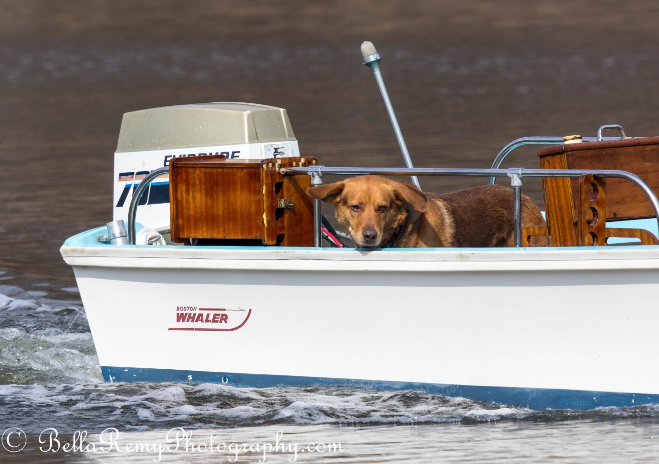 Boat Dog!