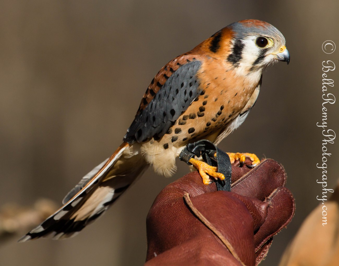 birdsofprey23mar13-8533