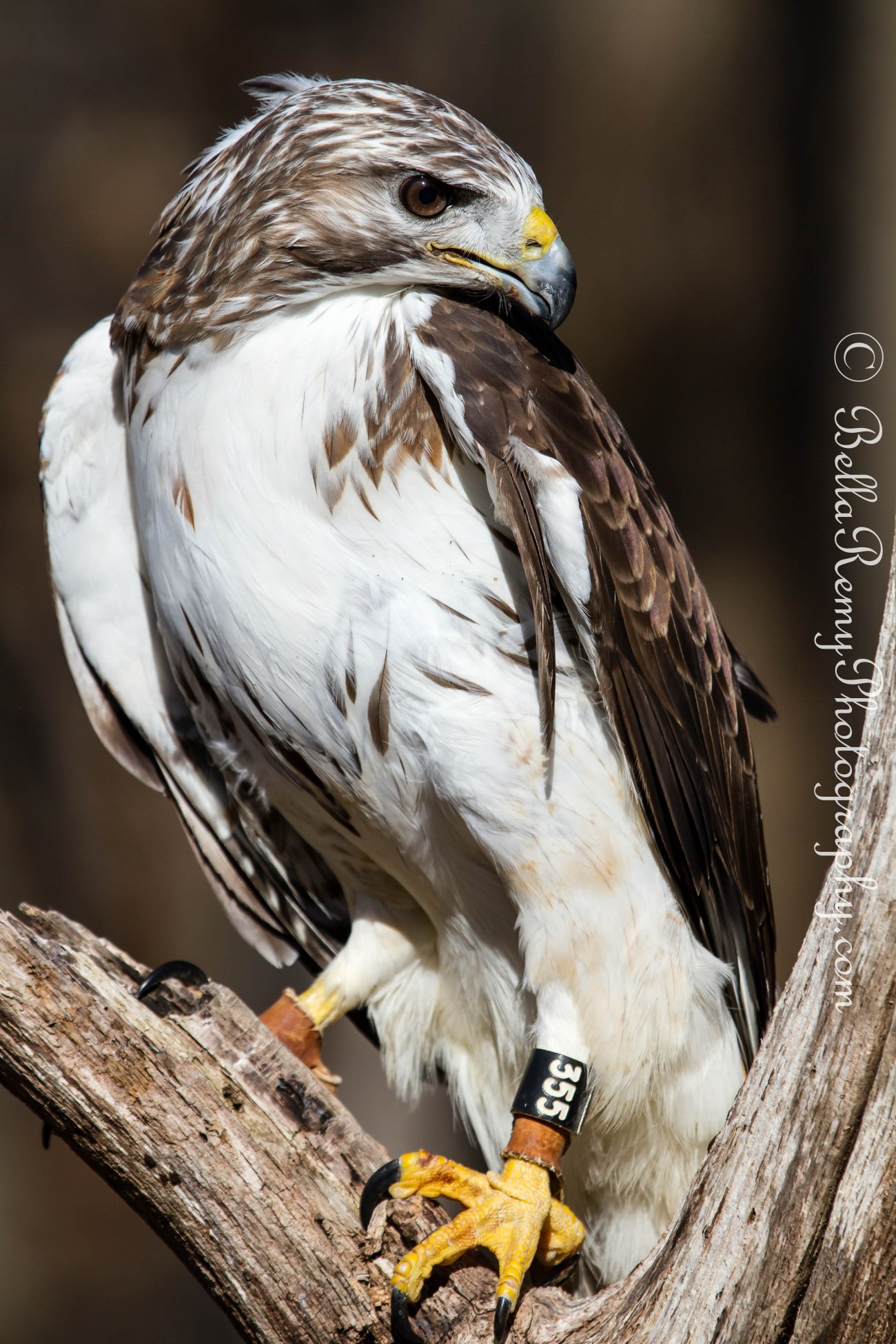 birdsofprey23mar13-9093