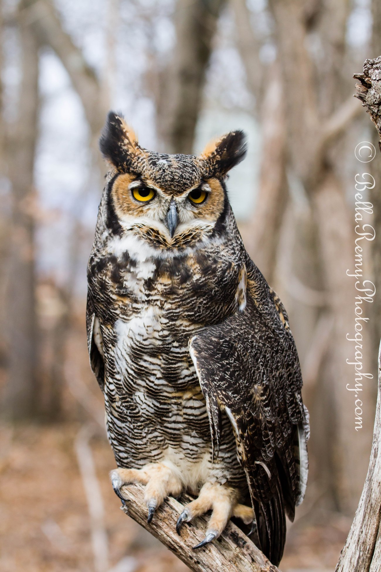 birdsofprey23mar13-9370