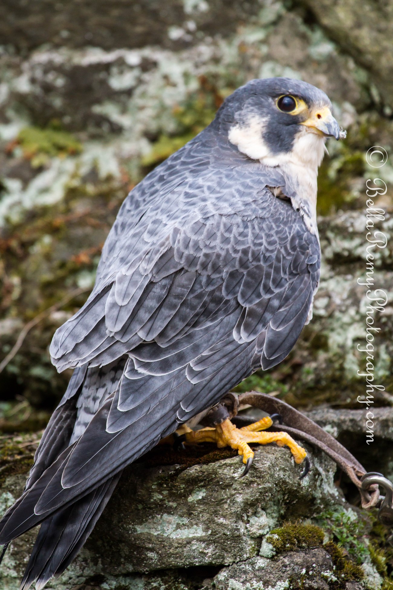 birdsofprey23mar13-9509