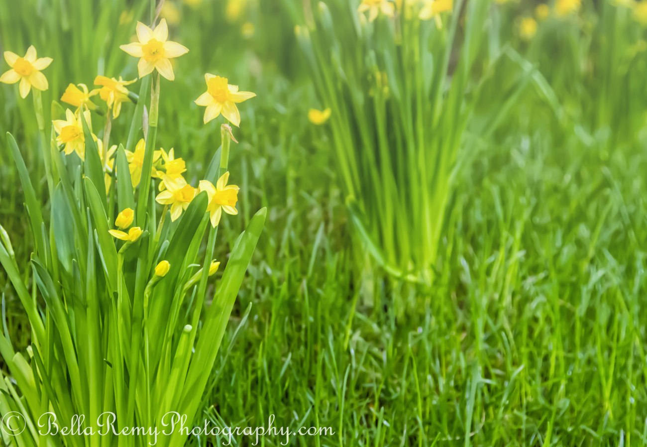 Baby Daffys in the Grass