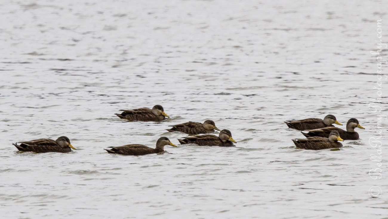 American Black Ducks
