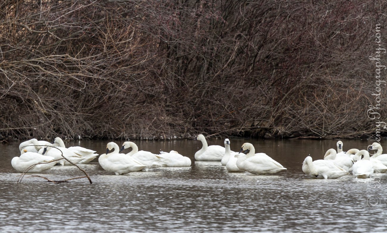 Tundra Swans