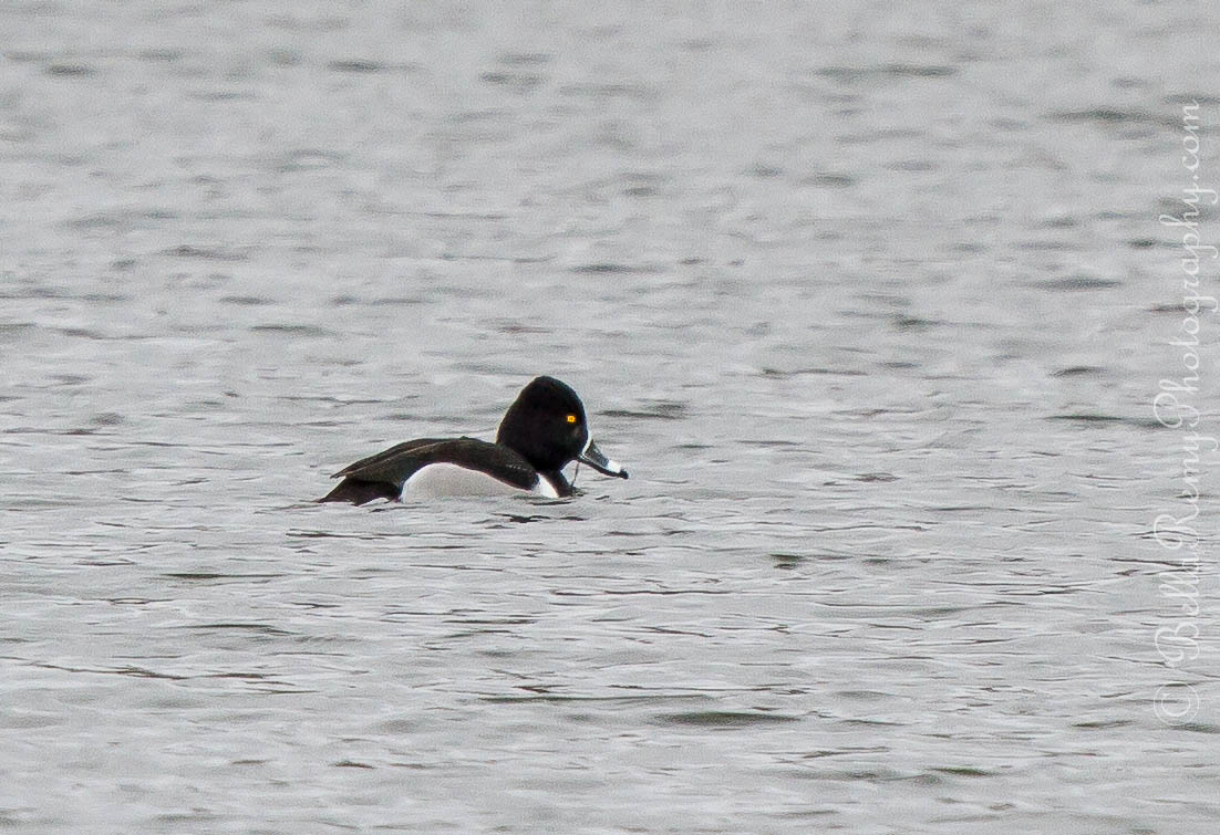 Ring Necked Duck