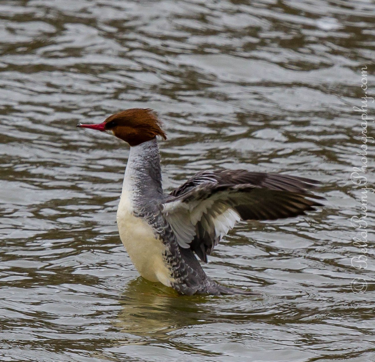 Common Merganser - Female
