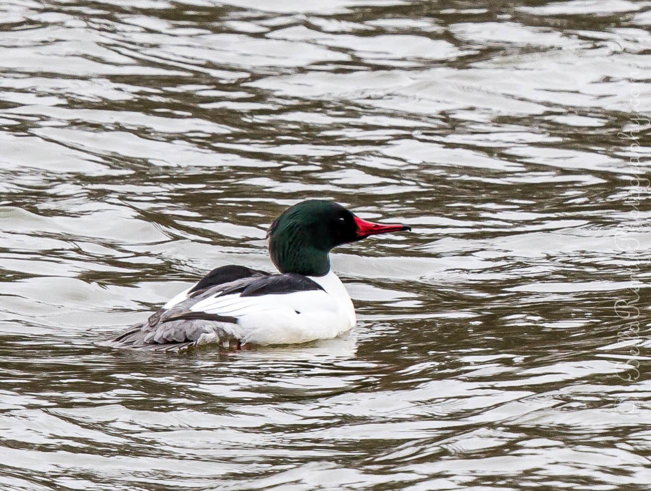 Common Merganser - Male