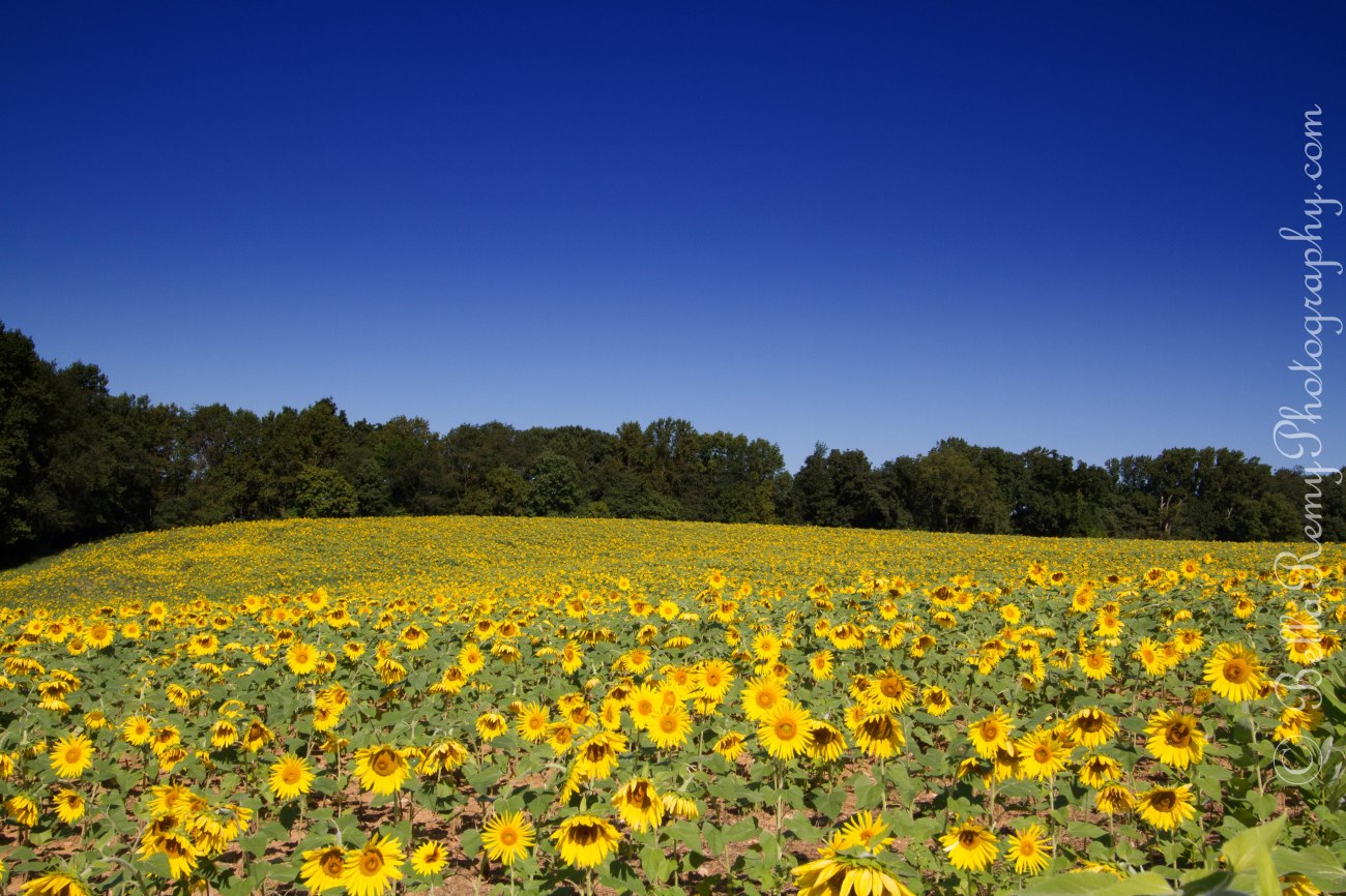 sunflowers091212-0050-Edit