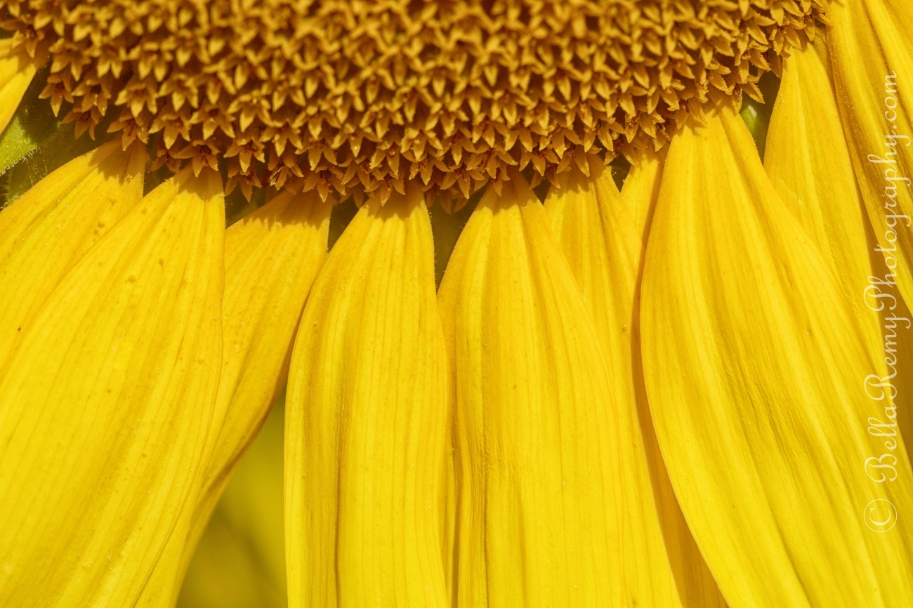 sunflowers091212-0096-Edit